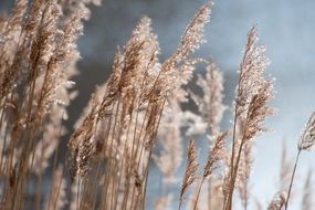 Grasses Nature Landscape