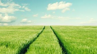 wheel marks on a green field