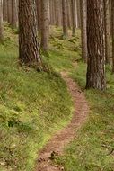 narrow path among green forest