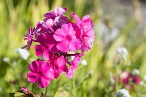 Pink flame flowers blossom