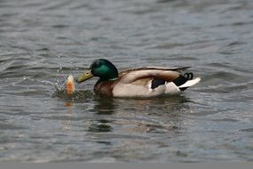 feeding Duck Water Landscape