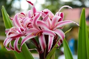 blooming pink and white lily