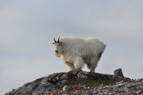 mountain white goat on rocky terrain