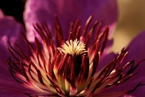 blooming purple flower closeup