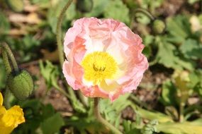 close up picture of pale pink poppy on flower bed