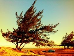 Trees on wind and oldtimer Car on beautiful road landscape at colorful sky background