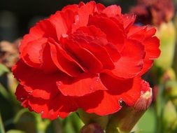 red carnation under the bright sun close up