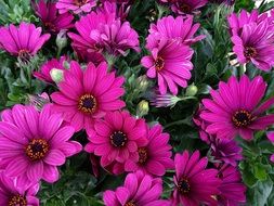 bush of pink daisies