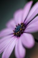 Macro photo of purple gerbera flower