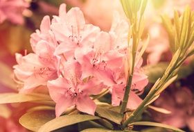 rhododendron flower in sun rays