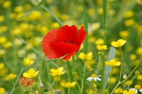 close up picture of red poppy among yellow flowers