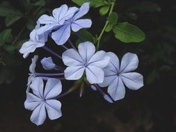 blue plumbago flowers with green leaves