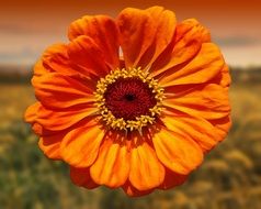 bright orange flower in the summer garden
