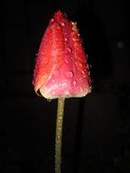 red tulip in drops of water close-up