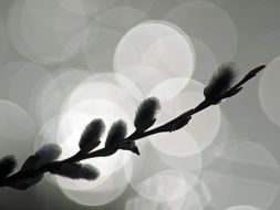 tender thin willow twig with catkins