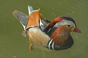 Colorful duck is swimming in the lake