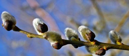 blooming pussy willow branch close up