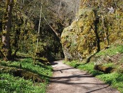 Wolf Valley trail sunny scene