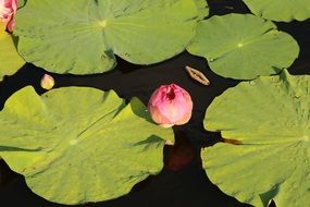 pink flower with green leaves on the pond