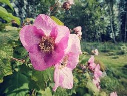 bush with pink flowers in a blurry background
