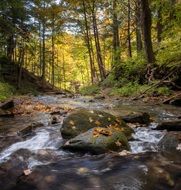 stream among the picturesque forest in the fall