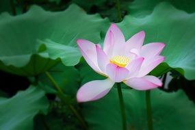 pale pink lotus on a thin stalk among green large leaves