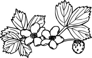 painted wild strawberries