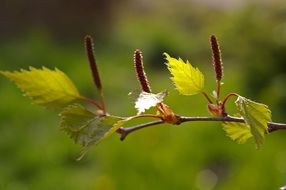 Birch Leaf Spring