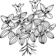 sketch of wildflowers