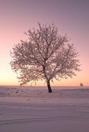 landscape of gorgeous Tree in Snowy countryside