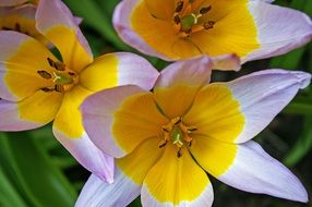 tulips awakening