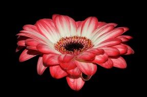 gerbera on a black background