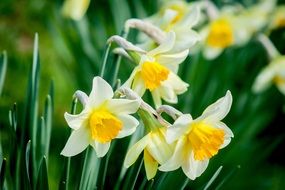 white and yellow Daffodils blooming on garden bed