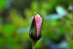 Rose Pink Garden