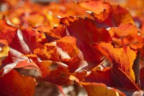 yellow leaves on the ground near a tree in autumn