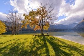 lonely autumn tree by the river on a sunny day