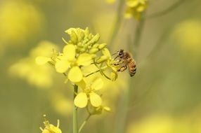 bee on a yellow inflorescence of a plant