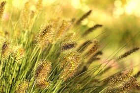 closeup picture of the wild grasses in the evening sun