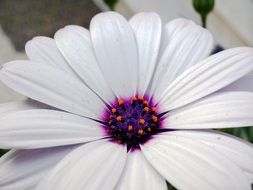 Beautiful white, violet and orange exotic flower in a garden