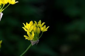 wild yellow blossom in macro