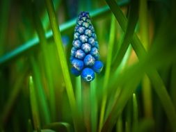 Beautiful blue Muscari flowers in spring