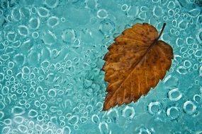 yellow dead Leaf Autumn
