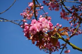 japanese flowering cherry in spring