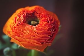 spring orange ranunculus in vase