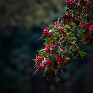 Christmas holly flowers