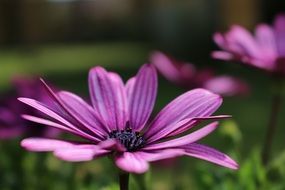 purple flowers like daisies close-up