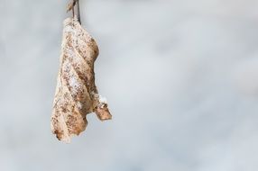 frozen dry Leaf closeup