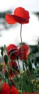 wild Poppies, red flowers and green buds