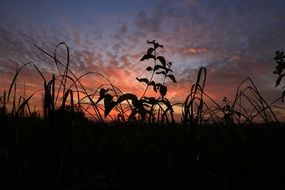 wild grass in polish village at sunset background