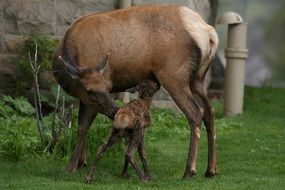 Elk Cow Calf Wildlife Outdoors